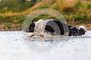 Border collie runs through the water of a lake