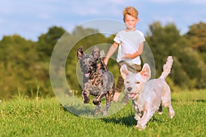 Boy child runs with two terrier hybrid dogs on a meadow