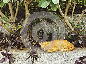 Picture of a brown cat lying under a tree