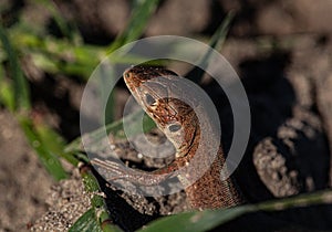 A picture of a brown lizard that is looking for prey searching on a dry field