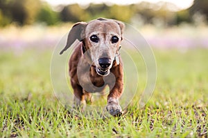 Picture of a brown Wiener dog running