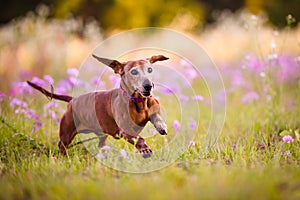 Picture of a brown Wiener dog running