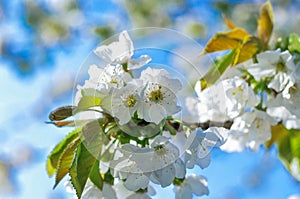 Picture of a bud on a tree