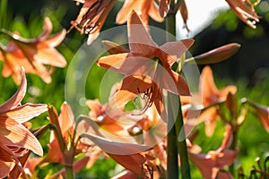 Picture of a bunch of striped Barbados lily Hippeastrum striatum