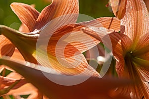 Picture of a bunch of striped Barbados lily Hippeastrum striatum