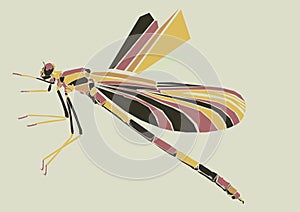 Picture of Butterfly