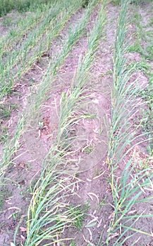 Growing crop of ail in green position photo