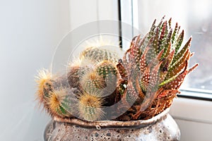 Picture of cactus and pearl plant growing in the pot at home