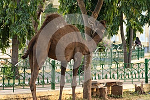 Picture of a camel tied to a tree