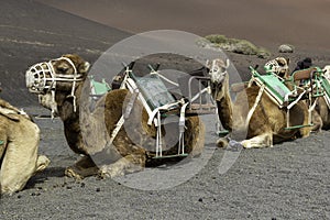 Picture of camels laying on the road in the Timanfaya National Park in Spain