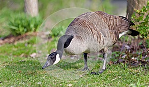 Picture with a Canada goose cleaning feathers