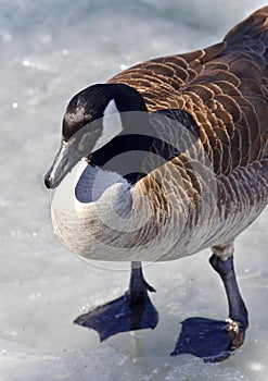 Picture with a Canada goose standing on ice