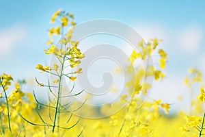 Picture of canola flower and yellow field