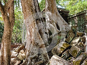 The picture captures the visual of huge tree roots intruding and causing decay to the ancient Khmer structures in Cambodia