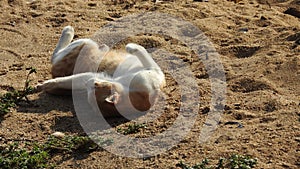 Cat playing on beach