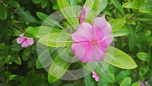 A picture of catharanthus roseus or tapak dara plant