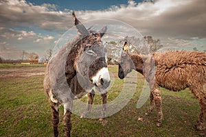 Selective blur on a donkey, with a skeptical glance, looking at a camera, in Zasavica, Serbia. Equus Asinus, or domestic donkey,