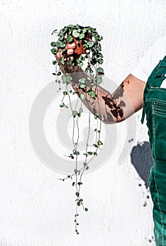 Picture of ceropegia woodii on the white background.