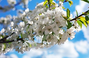 A picture of cherry blossoms. Image of spring. Spring flowers