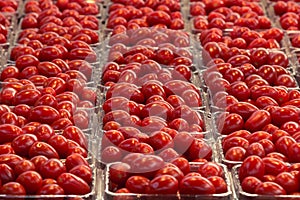 Picture of cherry tomatoes ready for sale on a market in punnets