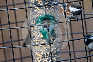 A picture of Chestnut-backed Chickadee perching on the feeder.