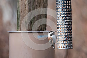 A picture of Chestnut-backed Chickadee perching on the feeder.