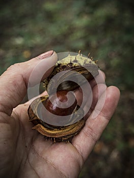 Picture of a chestnut.