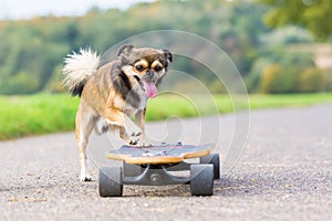 Chihuahua hybrid jumps on a skateboard