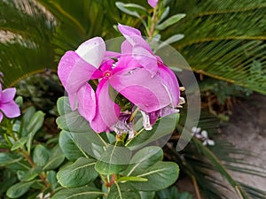 A picture click the beutiful pink color flower