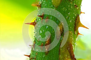 A picture of a close rose thorn with water droplets on it