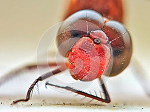Picture of Close up Dragonfly face.