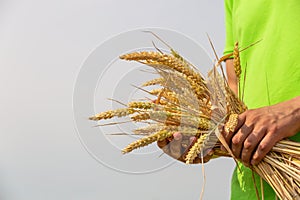 Picture close up of two hands holding golden wheat spikes on field. Rustic outdoor scene.