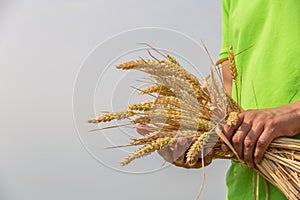 Picture close up of two hands holding golden wheat spikes on field. Rustic outdoor scene.