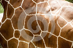 Closeup of giraffe fur at a zoo