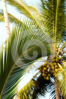 Obrázek z kokos palma 