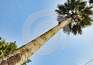 Picture of a coconut tree horizontally..Green leaves, yellow bark, blue sky..