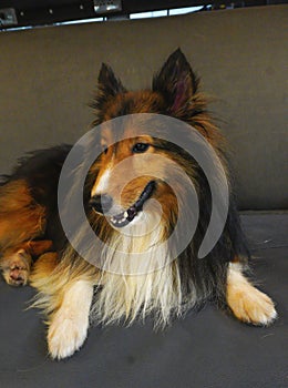 Picture Collies originated from the border between the north of England.