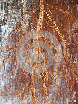 Picture with colorful birch branches water reflections, suitable for background