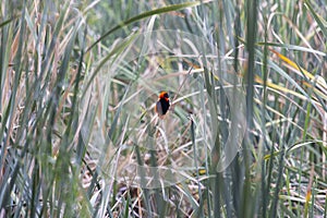 Picture of a colorful orix weaver bird sitting in grass in Namibia photo