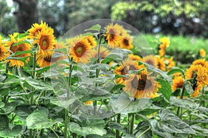 A field of colorful sunflowers