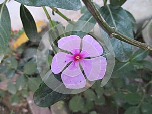 A  Picture Of beatuiful sada bahar flower