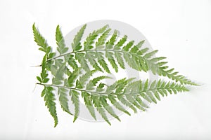 Common lady-fern / Athyrium filix-femina leafs on a white isolated background photo