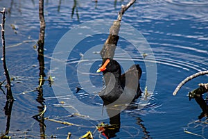 Picture of a common moorhen