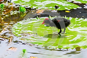 Common moorhen chick walking on a water lily leaf