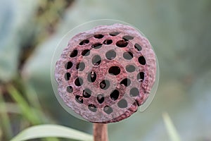 Picture concept and idea of The Trypophobia