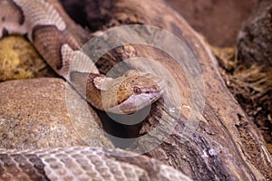 Copperhead