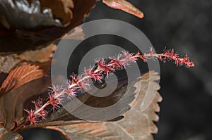 Picture of copperleaf plant, jacob`s coat acalypha wilkesiana