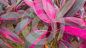 A picture of cordyline fruticosa red leaf