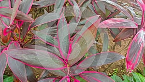 A picture of cordyline fruticosa red leaf