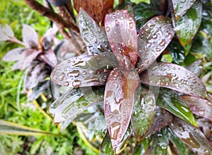 A picture of Cordyline plant with water drops
